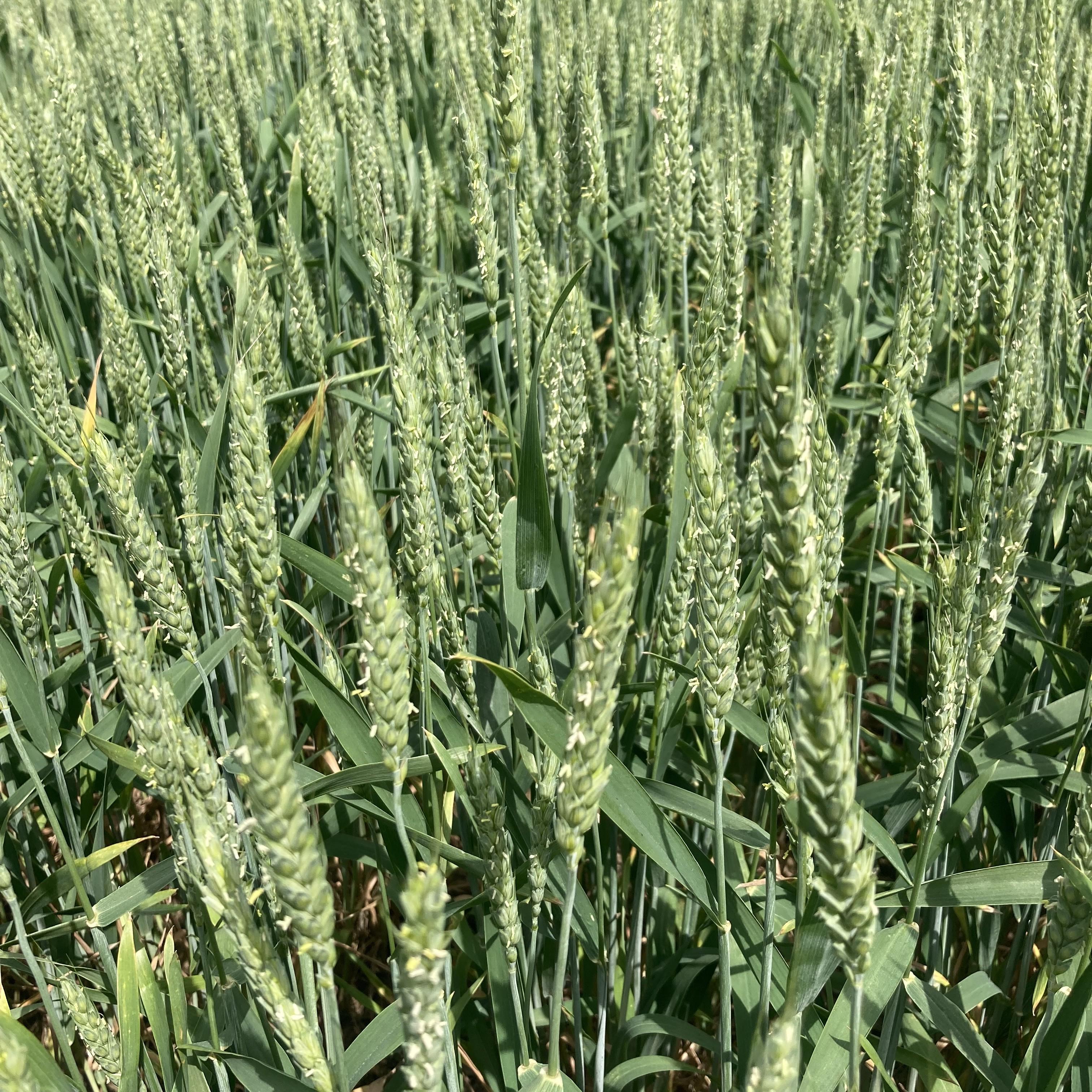 Wheat watchers nicolle ritchie 1 .jpeg